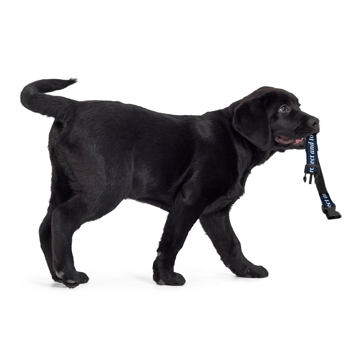 LAPD Pet Collar
